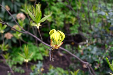 Hamburg Şehir Parkı, Hamburg, Avrupa 'da Farklı Bitkiler