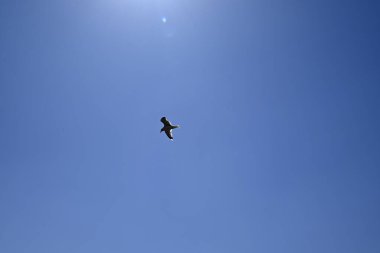 Hamburg Rıhtımında vahşi martılar, Hamburg, Almanya