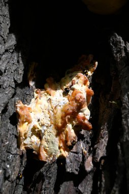 Diaperis boleti yiyen Laetiporus sülfür, Hamburg, Almanya