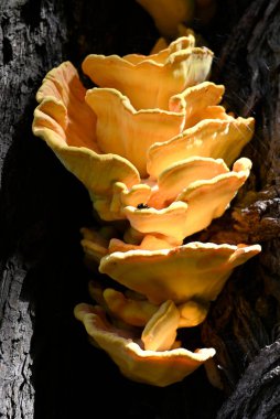 Diaperis boleti yiyen Laetiporus sülfür, Hamburg, Almanya