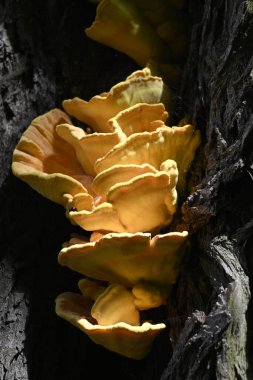 Diaperis boleti yiyen Laetiporus sülfür, Hamburg, Almanya