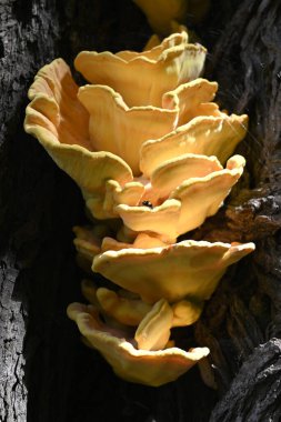 Diaperis boleti yiyen Laetiporus sülfür, Hamburg, Almanya