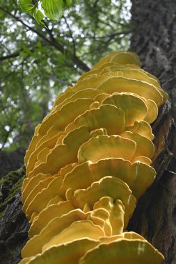 Diaperis boleti yiyen Laetiporus sülfür, Hamburg, Almanya