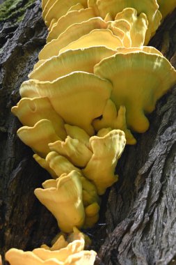 Diaperis boleti yiyen Laetiporus sülfür, Hamburg, Almanya