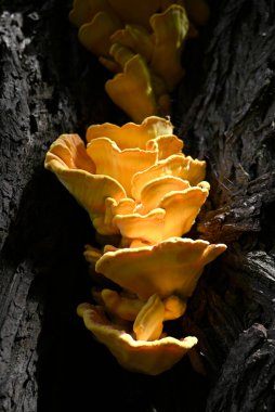 Diaperis boleti yiyen Laetiporus sülfür, Hamburg, Almanya