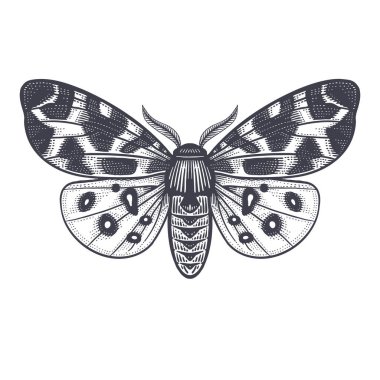 Gece Kelebeği beyaz arka planda izole edilmiş. Vektör