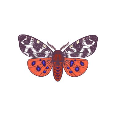 Arctia caja. Beyaz arka planda izole edilmiş gece kelebeği. Böceklerin vektör rengi çizimi. Vintage oymacılığı.