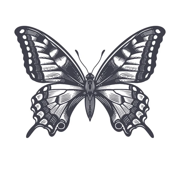 美丽的装饰蝴蝶被白色的背景隔开了 昆虫的黑白图解 复古版画 — 图库矢量图片