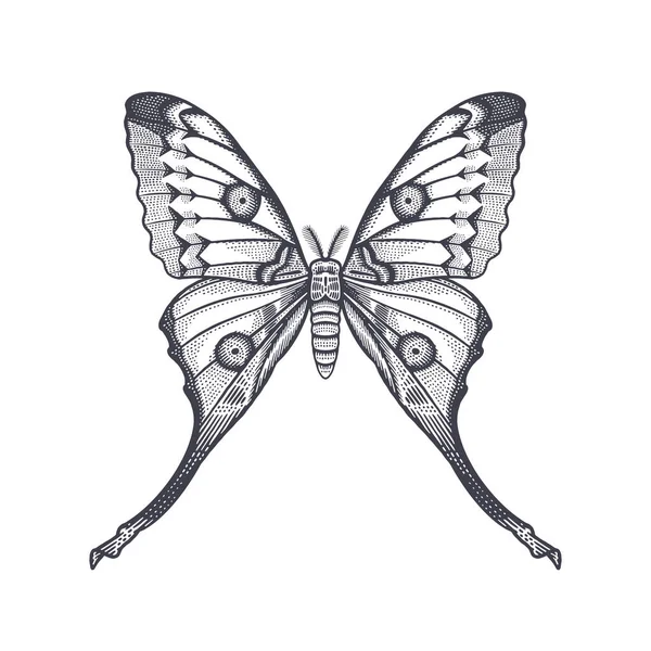 Farfalla Notturna Isolata Sfondo Bianco Illustrazione Vettoriale Bianco Nero Degli — Vettoriale Stock