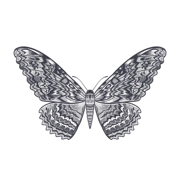 Nachtvlinder Geïsoleerd Witte Achtergrond Vector Zwart Wit Illustratie Van Insecten — Stockvector