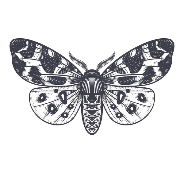 Farfalla Notturna Isolata Sfondo Bianco Vettore — Vettoriale Stock