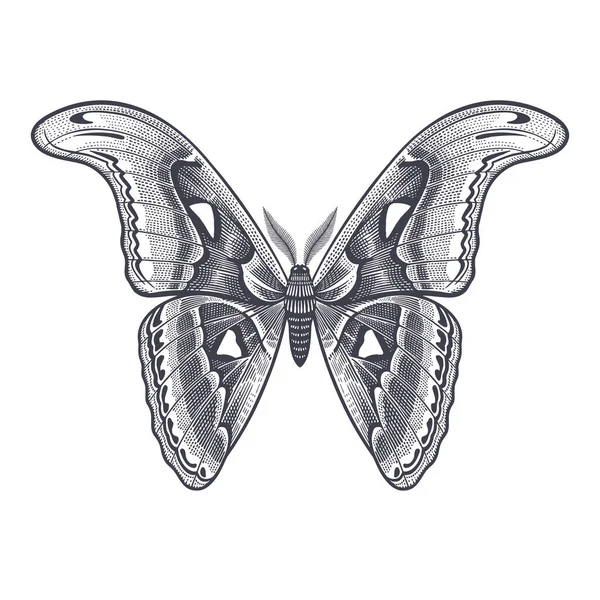 Farfalla Notturna Isolata Sfondo Bianco Illustrazione Vettoriale Bianco Nero Degli — Vettoriale Stock