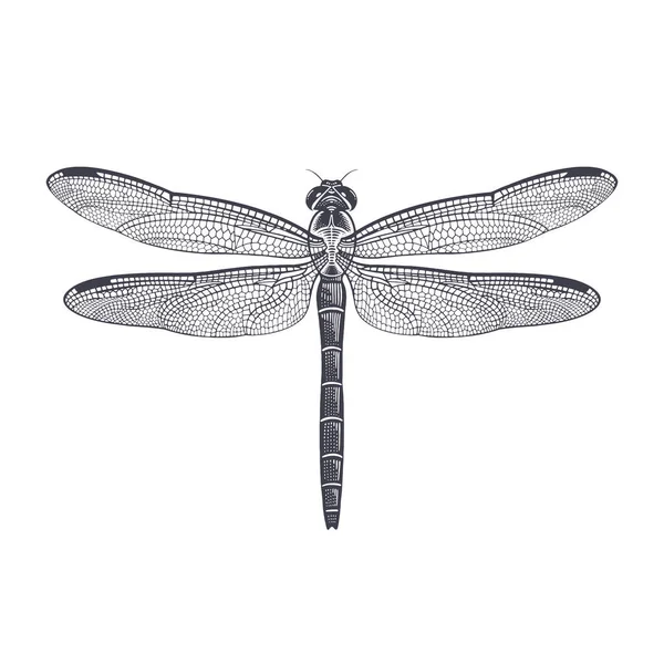 Dragonfly Illustration Vectorielle Noir Blanc Insectes Gravure Vintage Flying Adder — Image vectorielle