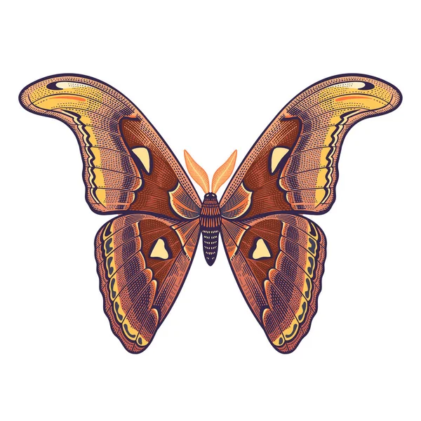 Coscinocera Una Delle Farfalle Più Grandi Della Fauna Selvatica Farfalla — Vettoriale Stock