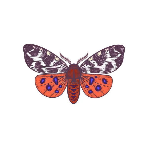 アルシア カジャ 夜蝶の白い背景に隔離された 昆虫のベクトルカラーイラスト ヴィンテージ彫刻 — ストックベクタ