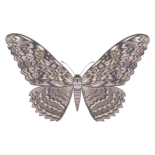 Thysania Agrippina 野生生物中最大的蝴蝶之一 夜间蝴蝶在白色背景上被隔离 昆虫的矢量颜色图解 复古版画 — 图库矢量图片