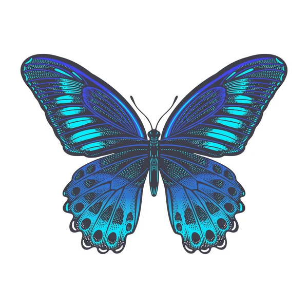 Blauwe Mormoonvlinder Kleur Decoratieve Vlinder Geïsoleerd Witte Achtergrond Vector Illustratie — Stockvector