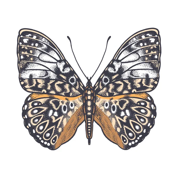Colore Farfalla Decorativa Isolata Sfondo Bianco Illustrazione Vettoriale Degli Insetti — Vettoriale Stock