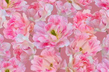 Hassas, pürüzsüz çiçek deseni. Kumaş, tekstil, ambalaj kağıdı, moda endüstrisi, iç dekorasyon için bahar tasarımı. Çiçek açan lale çiçekleri. Klasik illüstrasyon. Pembe renk.