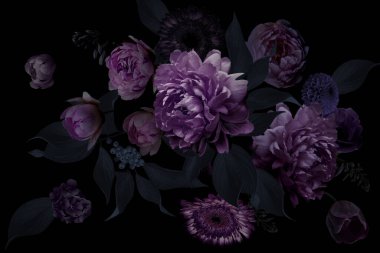 Siyah arka planda çiçek açan güzel bahçe çiçekleri. Lüks şakayık buketi. Plum Royal rengi. Klasik illüstrasyon