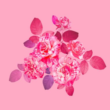 Bir buket güzel gül. Klasik çiçek desenleri. Yaz çiçekleri çizimi. Çiçek açmış harika güller. Pembe arka planda süslü bahçe çiçekleri. Tebrikler, davetiyeler, sevgililer günü hediyeleri.