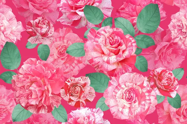 Klasik çiçeksiz desen. Yaz Çiçeği illüstrasyonu. Full Bloom 'daki muhteşem güller. Canlı pembe arka planda gösterişli bahçe çiçekleri. Tekstil, duvar kağıdı, ambalaj kağıdı için.