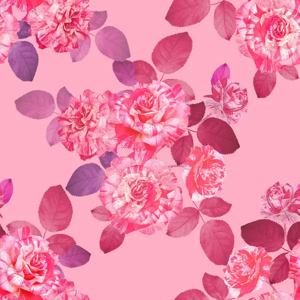 Klasik çiçeksiz desen. Yaz Çiçeği illüstrasyonu. Full Bloom 'daki muhteşem güller. Canlı pembe arka planda gösterişli bahçe çiçekleri. Tekstil, duvar kağıdı, ambalaj kağıdı için.