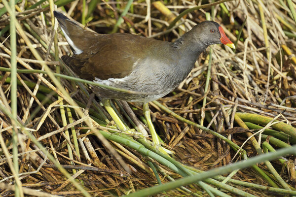 waterhen among the vegetation of the shore of a pond, Gallina chloropus; Rallidae