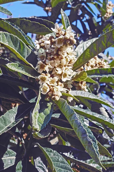 ビワの木の花と葉の詳細 エリオボトリヤジャポニカ バラ科 — ストック写真