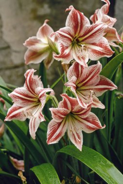 Hippeastrum kortizonu, çiçek açmış bitki, Amaryllidaceae