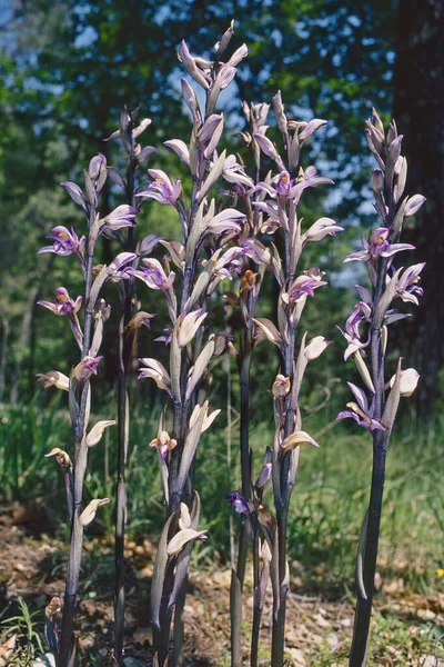 wild orchids  Violet bird\'s-nest orchid  in full blooming, Limodorum abortivum; Orchidacea