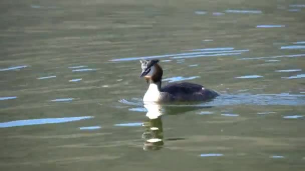 Grebe Küçük Bir Gölün Sularında Avlanmak Için Dalıyor — Stok video