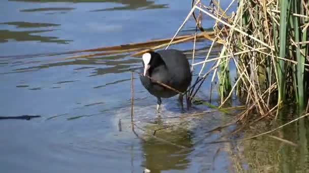 Coot Intent Obtaining Materials Construction Its Nest — Stock Video