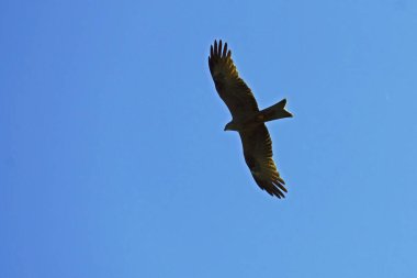 Aşağıdan görünen siyah uçurtma örneği, Milvus migrans; Accipitridae