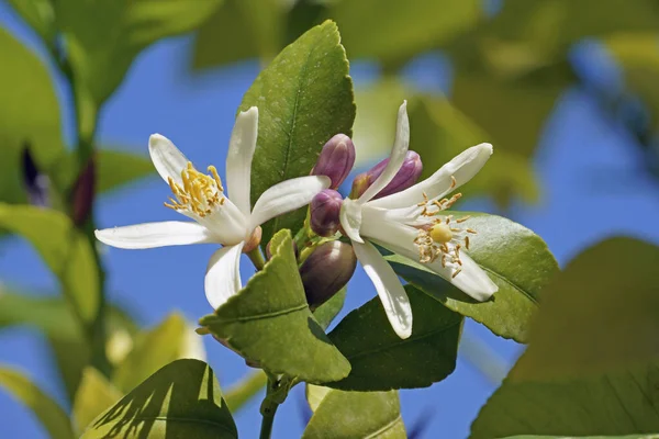 Citrus Limon Rutaceae — 스톡 사진