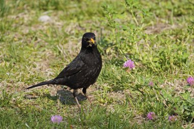 Gagasında birçok av bulunan erkek karatavuk türü, Turdus merula merula, Turdidae