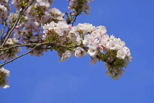 stock image detail of a Japanese cherry branch in full bloom, Prunus serrulata, Rosaceae