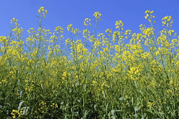 Rapspflanzen Voller Blüte Detail Frühling — Stockfoto