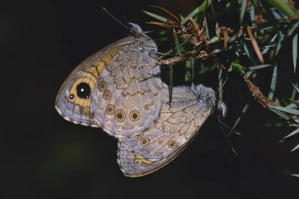 Два Зразки Стіни Коричневого Метелика Паруванні Lasiommata Megera Nymphalidae — стокове фото
