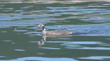 Yavrusu Podiceps Cristatus, Podicipedidae 'ye küçük bir balık sunarken...