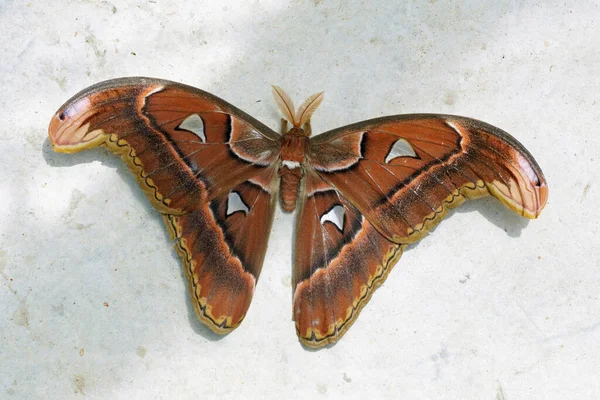 Ανδρικό Δείγμα Άτλαντα Moth Attacus Atlas Saturniidae — Φωτογραφία Αρχείου