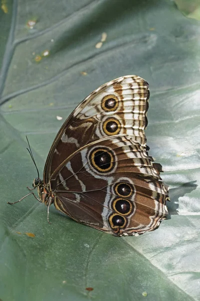 Peleides Blauwe Morpho Vlinder Vleugels Dicht Onderzijde Morpho Peleides Nymphalidae — Stockfoto