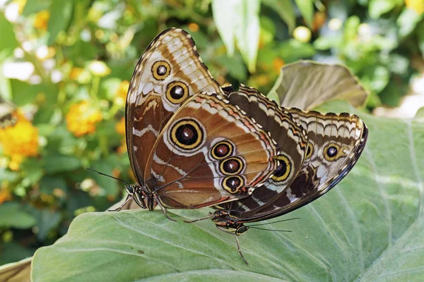 Пелеїдні Блакитні Морфо Метелики Спарюванні Знизу Morpho Peleides Nymphalidae — стокове фото