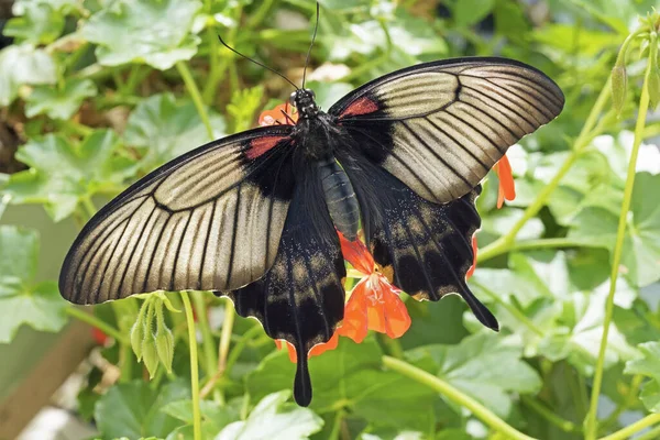 Samice Motyla Mormońskiego Papilio Memnon Agenor Papilionidae — Zdjęcie stockowe