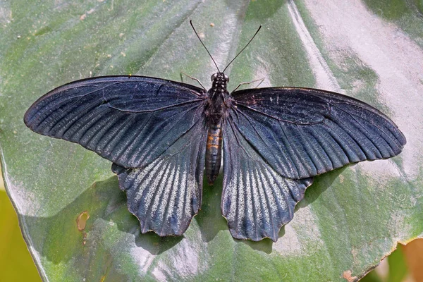 Чоловічий Зразок Great Mormon Butterfly Papilio Memnon Agenor Papilionidae — стокове фото