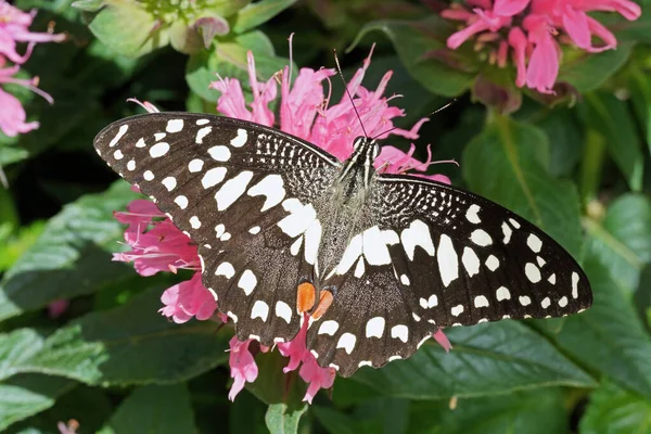 Farfalla Calce Poggia Fiore Rosa Altri Nomi Comuni Limone Farfalla — Foto Stock