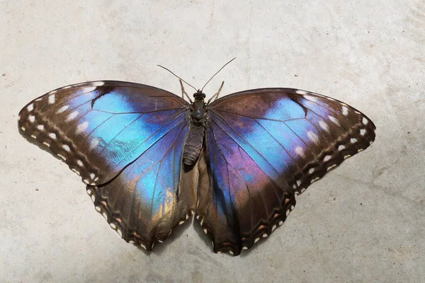 Mavi Morpho Kelebeği Örnekleri Açık Kanatlar Üst Taraf Morpho Peleides — Stok fotoğraf