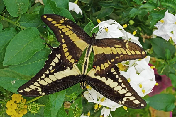 Çiftleşmede Iki Dev Kırlangıç Kuyruğu Örneği Papilio Cresphontes — Stok fotoğraf