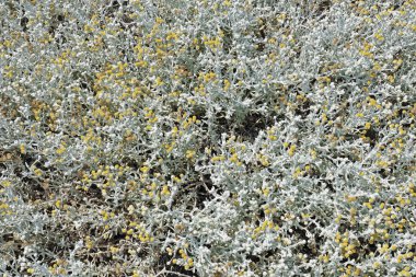 Büyük bir pamuk bitkisinin ayrıntıları, Achillea maritima; Otanthus maritimus; Asteraceae;