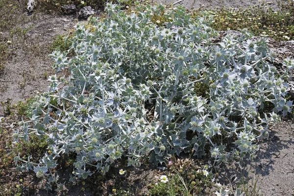 Planten Bloeiwijzen Van Zeeholly Plant Eryngium Maritimum Apiaceae — Stockfoto